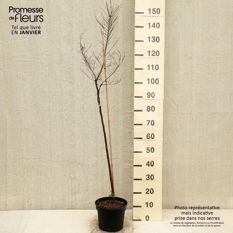 Ulmus parvifolia Seiju - Orme de Chine Pot de 4L/5L, Tige, Tige de 80 cm esemplare consegnato in inverno