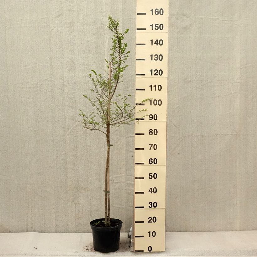 Ulmus parvifolia Seiju - Olmo chinese Vaso da 4L/5L, Vaso impalcato esemplare consegnato in primavera