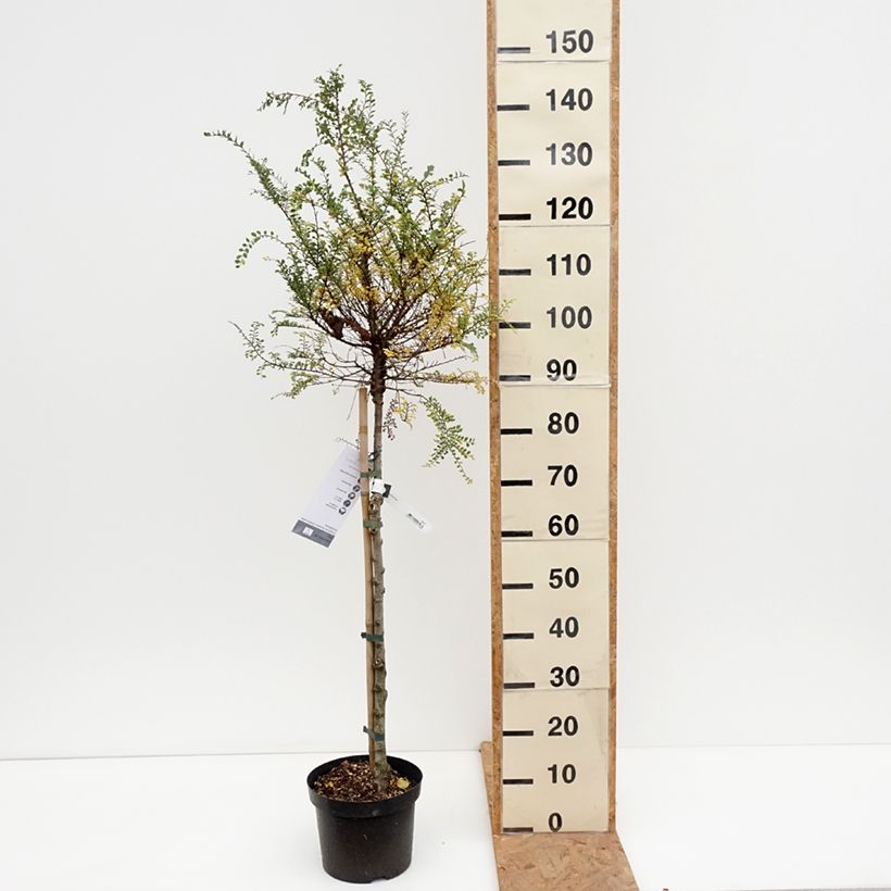Esemplare di Ulmus parvifolia Seiju - Olmo chinese Vaso da 4L/5L, Vaso impalcato come consegnato in autunno