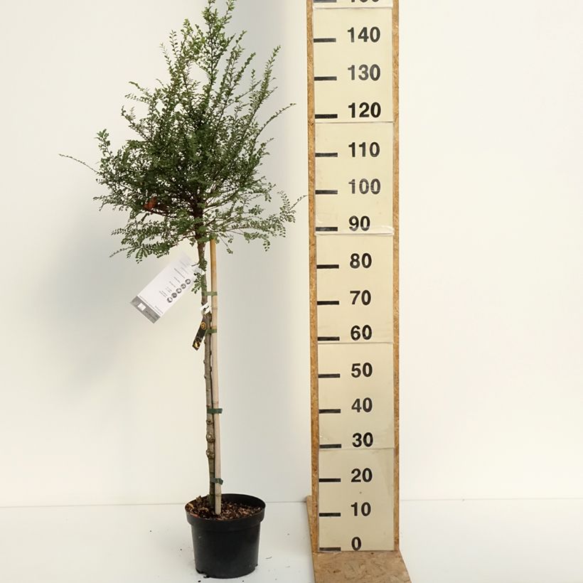 Esemplare di Ulmus parvifolia Seiju - Olmo chinese Vaso da 4L/5L, Vaso impalcato consegnato in estate
