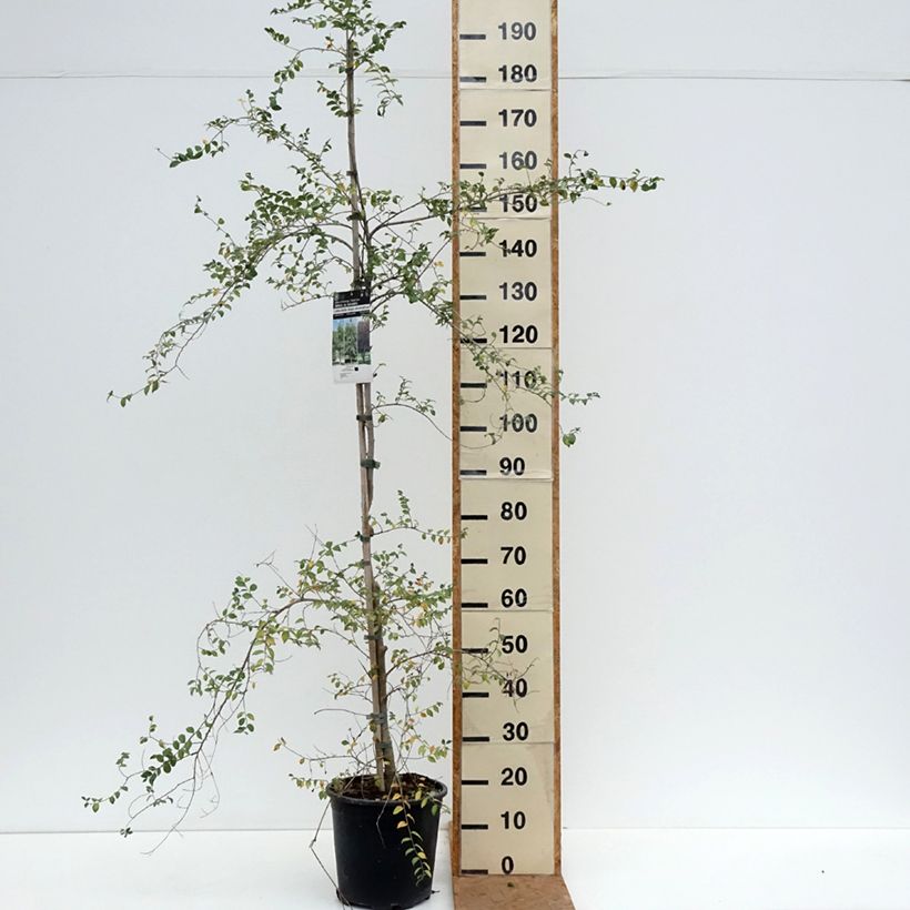 Esemplare di Ulmus pumila - Olmo siberiano Vaso da 7,5L/10L come consegnato in autunno