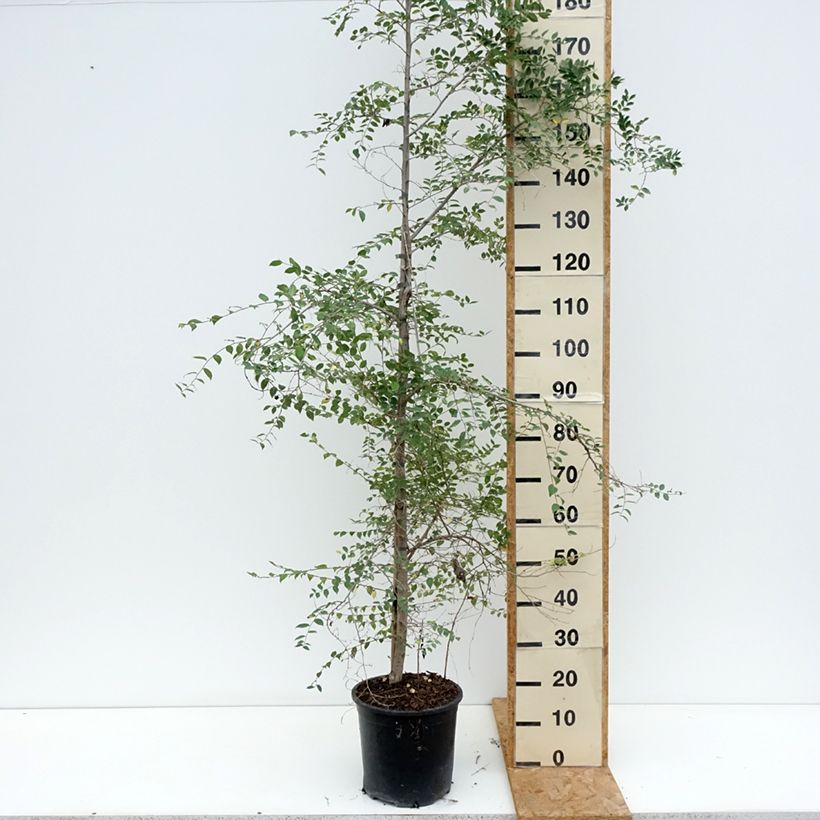 Esemplare di Ulmus pumila - Olmo siberiano Vaso da 7,5L/10L consegnato in estate