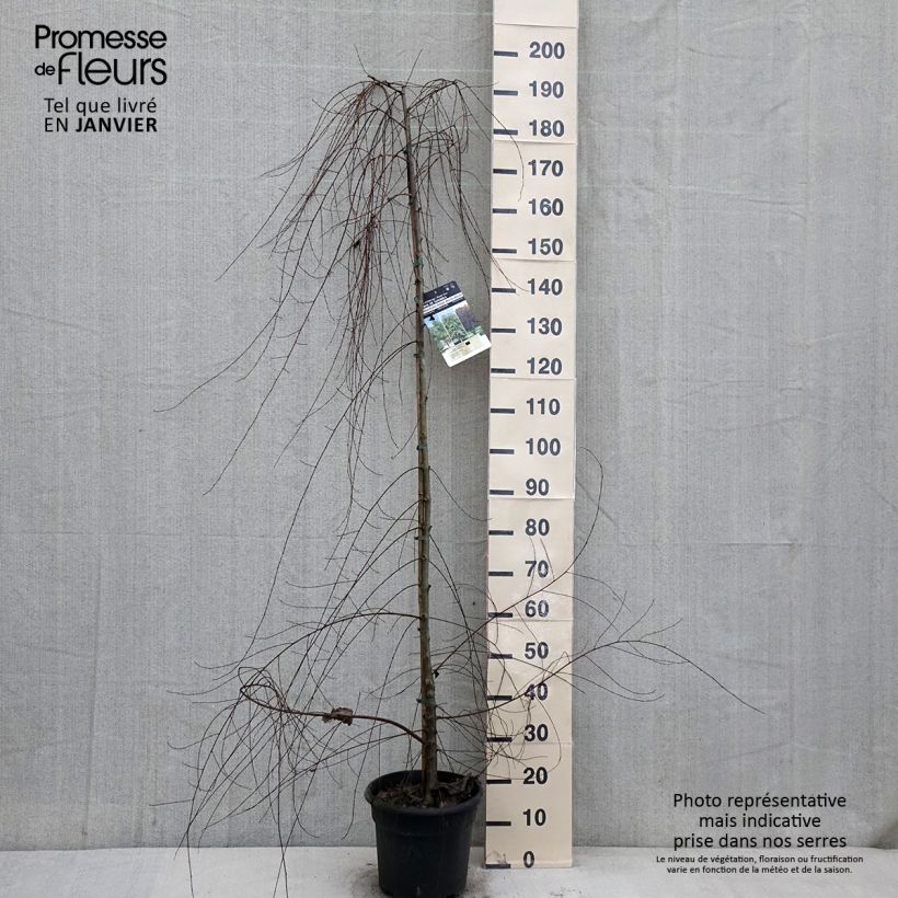 Ulmus pumila - Orme de Sibérie Pot de 7,5L/10L esemplare consegnato in inverno