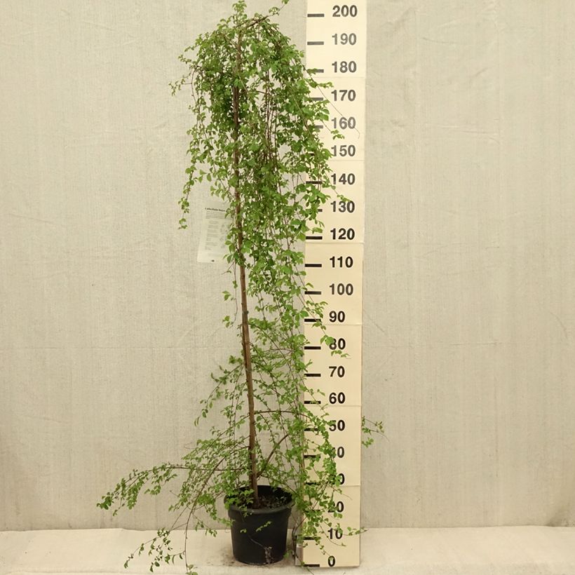 Example of Ulmus pumila - Olmo siberiano Vaso da 7,5L/10L as you get in printemps