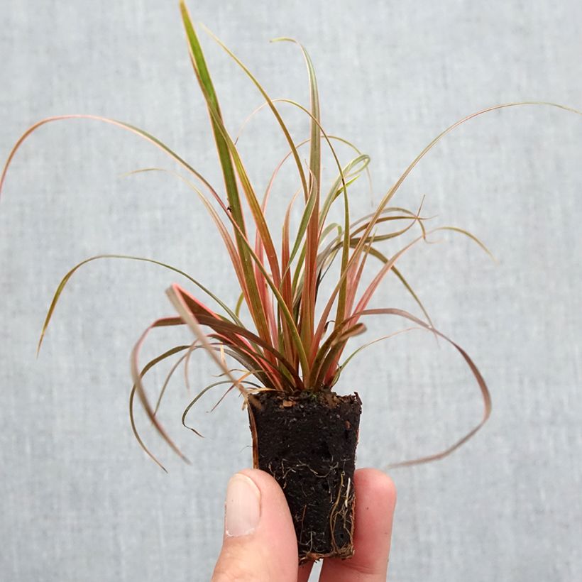 Example of Uncinia rubra Everflame mini zolla... as you get in automne