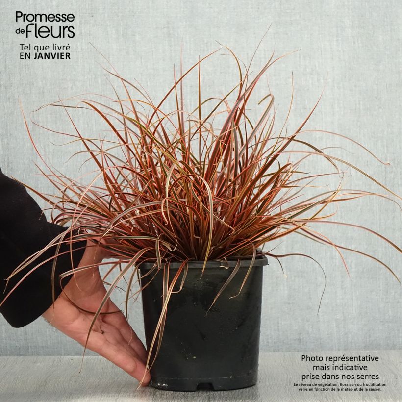 Uncinia rubra Everflame Pot de 2L/3L esemplare consegnato in inverno