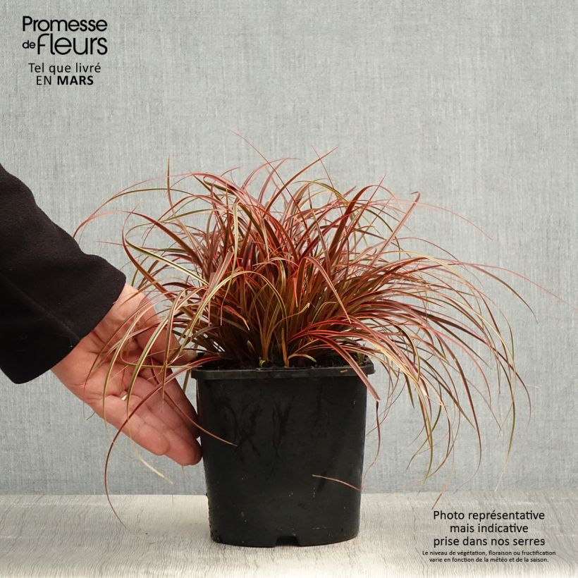 Example of Uncinia rubra Everflame Vaso da 2L/3L as you get in printemps