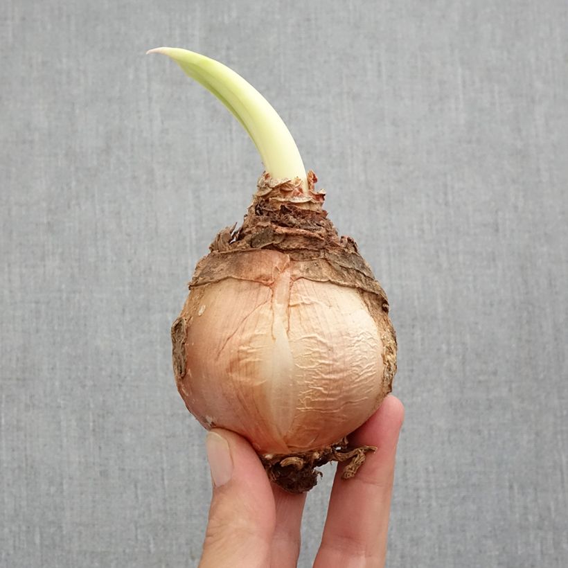 Urginea maritima - Scilla marina esemplare consegnato in primavera