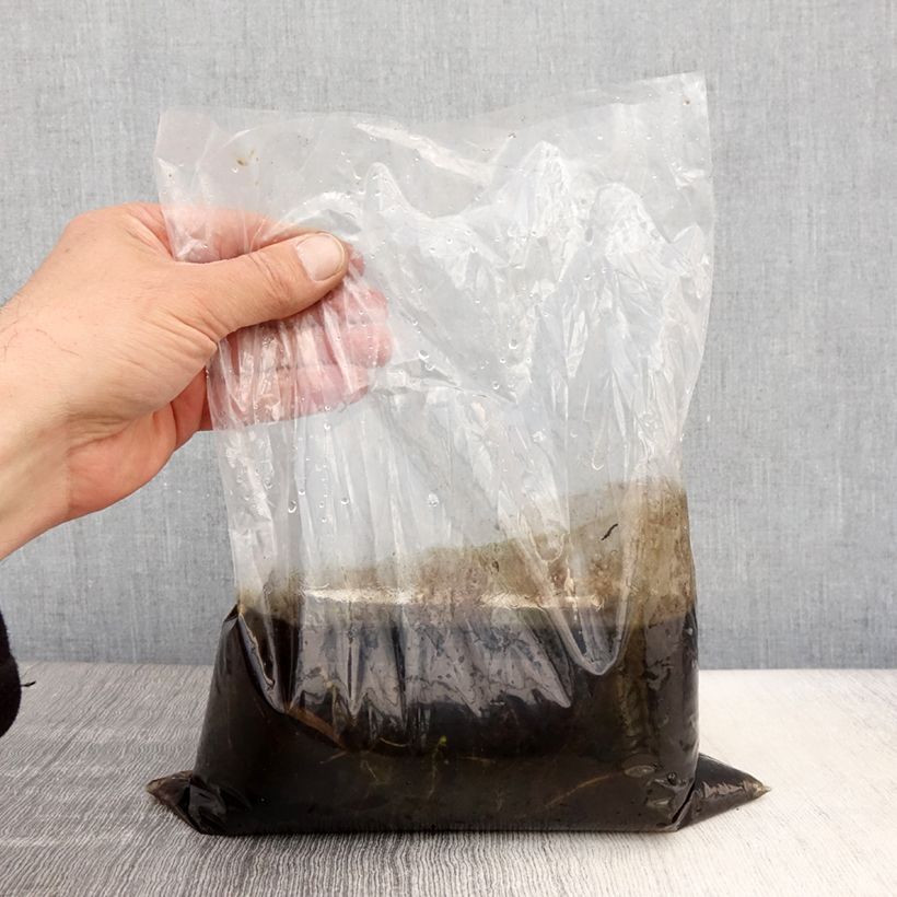 Utricularia vulgaris - Erba-vescica comune Piante piccole a radice nuda esemplare consegnato in primavera