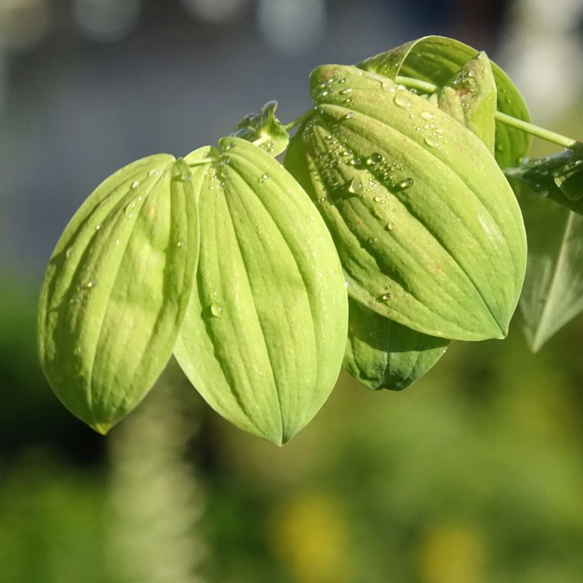 Uvularia grandiflora (Foliage)