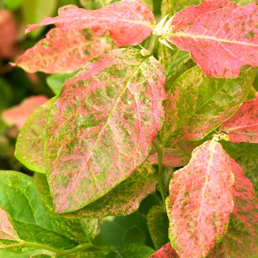 Mirtillo gigante americano - Flamingo (Foliage)