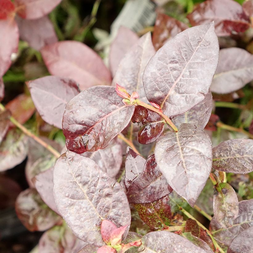 Mirtillo gigante americano - Hortblue Petite (Fogliame)