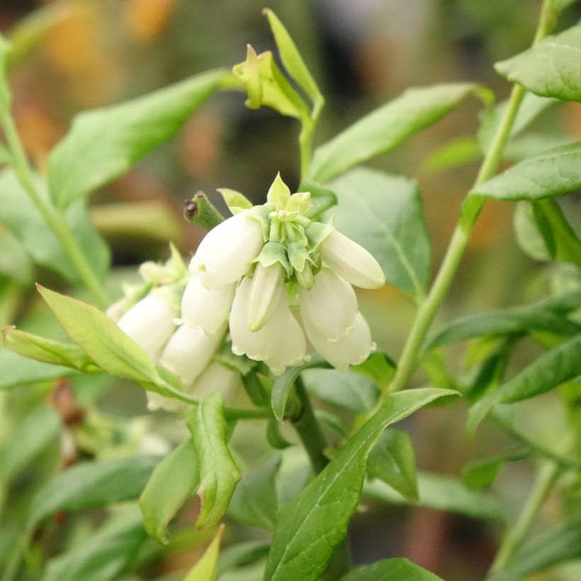 Mirtillo gigante americano - Hortblue Petite (Fioritura)