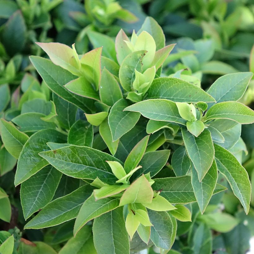 Vaccinium Tophat - Mirtillo nano (Fogliame)