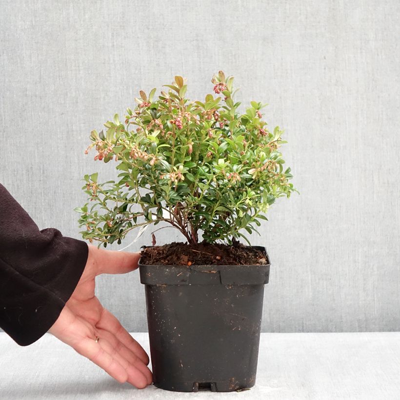 Mirtillo rosso - Miss Cherry 'Meliro' Vaso da 2L/3L esemplare consegnato in inverno