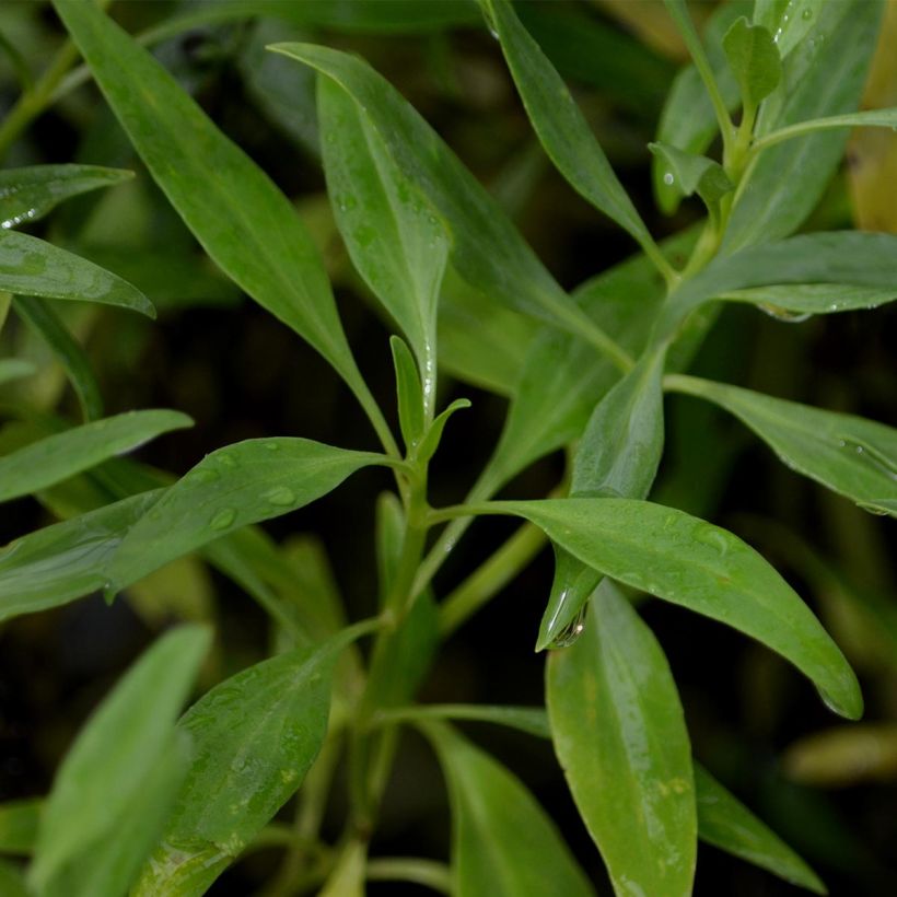 Centranthus ruber Albus - Valeriana bianca (Foliage)