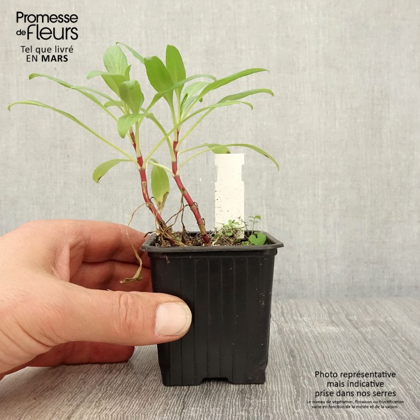 Centranthus ruber - Valeriana rossa Vasetto da 8/9 cm esemplare consegnato in primavera