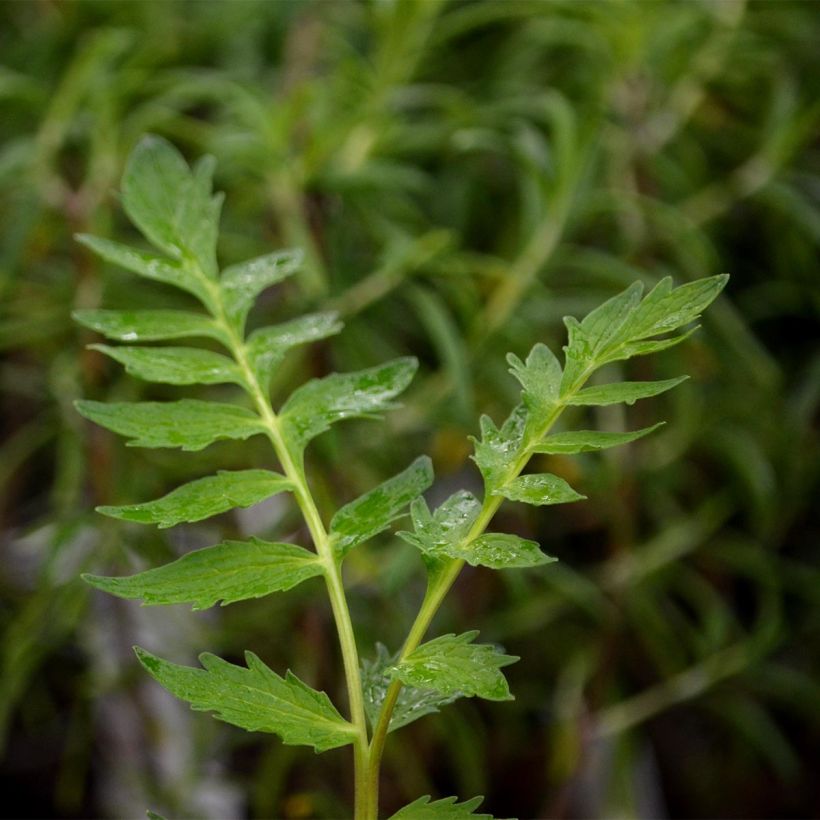 Valeriana officinalis - Valeriana comune (Foliage)