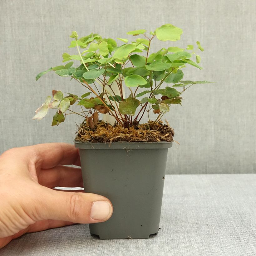 Esemplare di Vancouveria hexandra Vasetto da 8/9 cm consegnato in estate