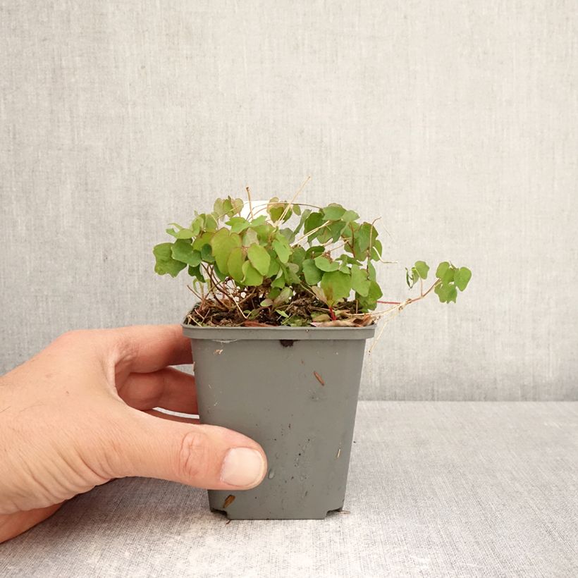 Vancouveria hexandra Vasetto da 8/9 cm esemplare consegnato in primavera