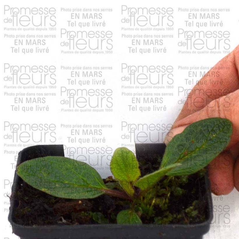 Esempio di esemplare Verbascum Blue Lagoon - Verbasco Vasetto da 8/9 cm come consegnato