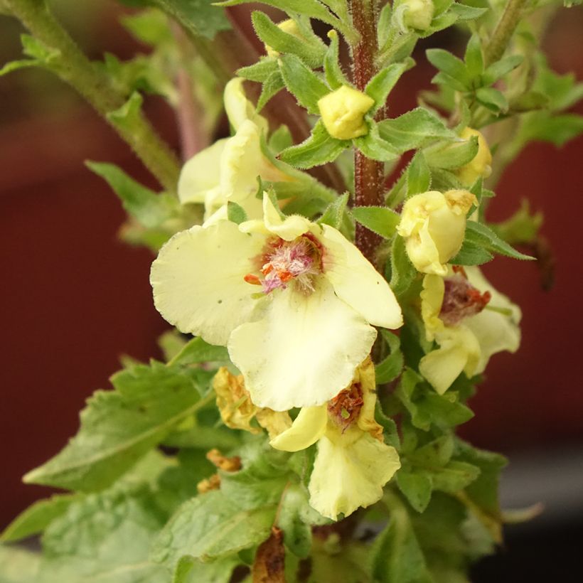 Verbascum Cotswold Queen - Verbasco (Flowering)