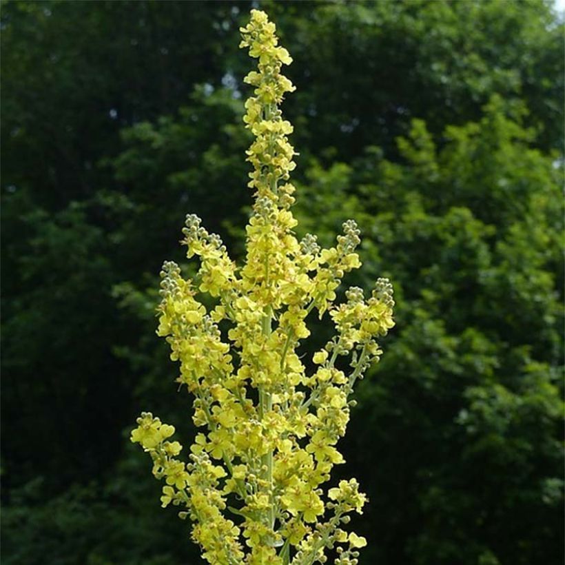 Verbascum olympicum - Verbasco (Flowering)