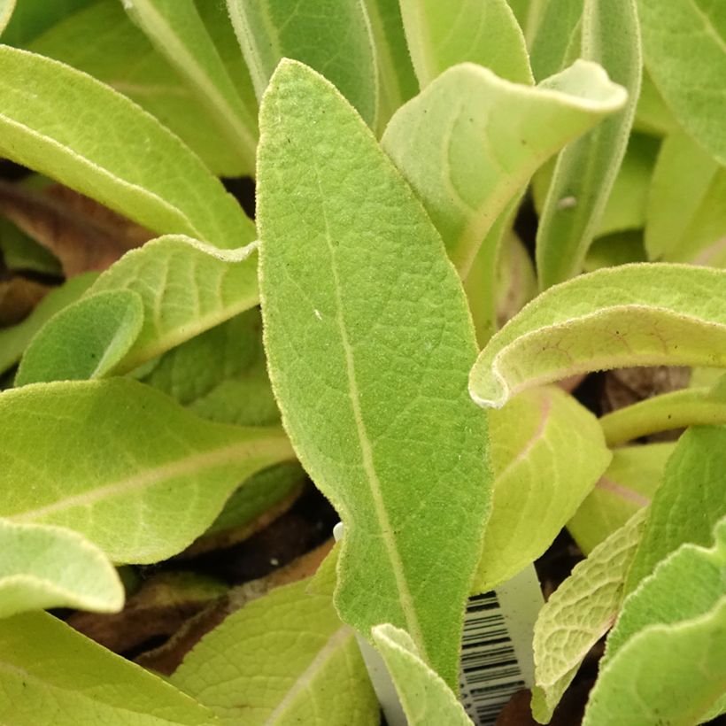 Verbascum olympicum - Verbasco (Foliage)