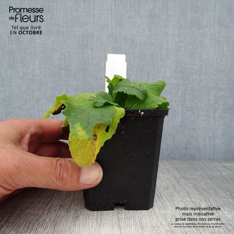 Esemplare di Verbascum phoeniceum Flush of White - Verbasco porporino Vasetto da 8/9 cm come consegnato in autunno