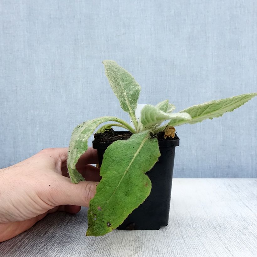 Esemplare di Verbascum thapsus - Molène Bouillon blanc Godet de 8/9 cm come consegnato in autunno