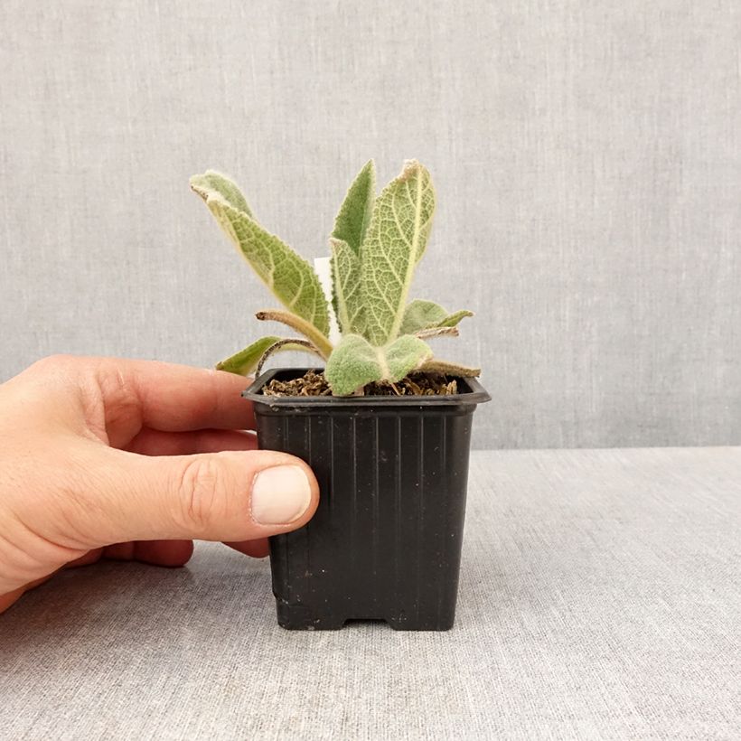 Verbascum thapsus - Verbasco tasso-barbasso Vasetto da 8/9 cm esemplare consegnato in primavera