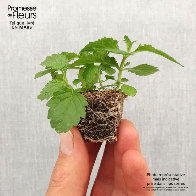 Example of Verbena di Buenos Aires Vanity mini zolla... as you get in printemps