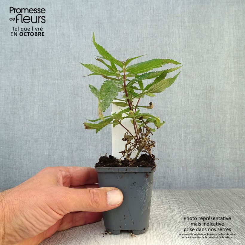 Esemplare di Verbena hastata Blue Spires - Verveine hastée Godet de 8/9 cm come consegnato in autunno