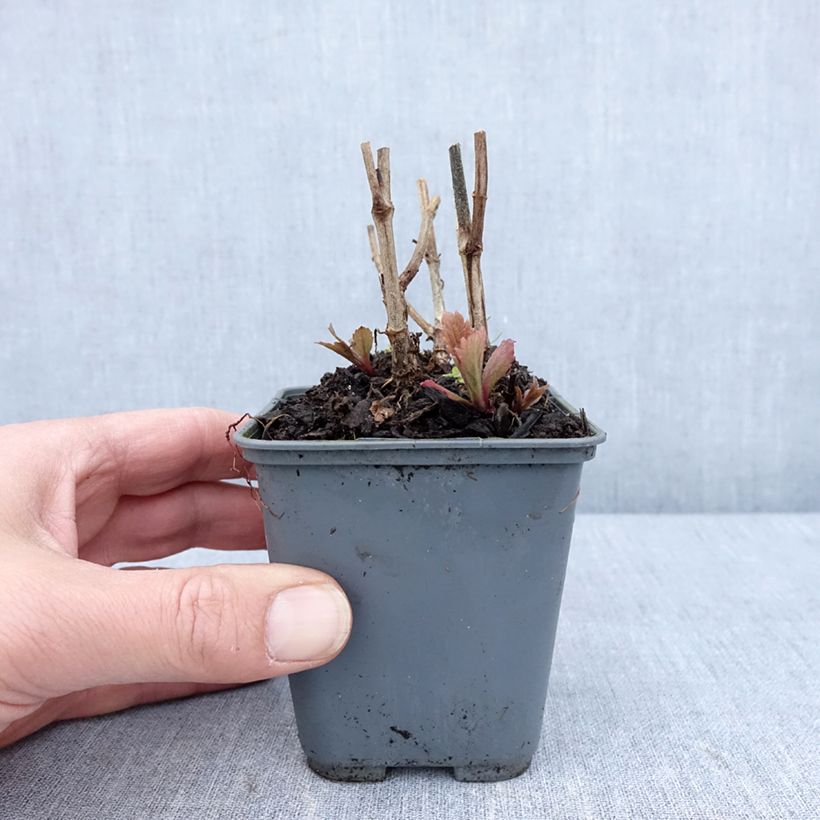 Example of Verbena hastata Blue Spires Vasetto da 8/9 cm as you get in printemps