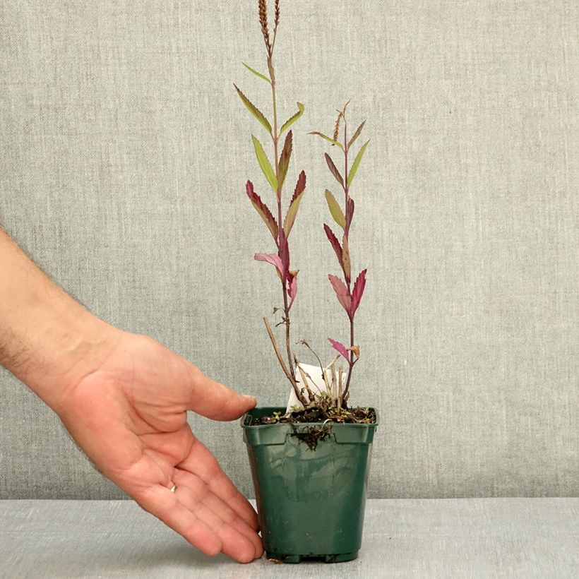 Esemplare di Verbena hastata Pink Spires Vasetto da 8/9 cm consegnato in estate