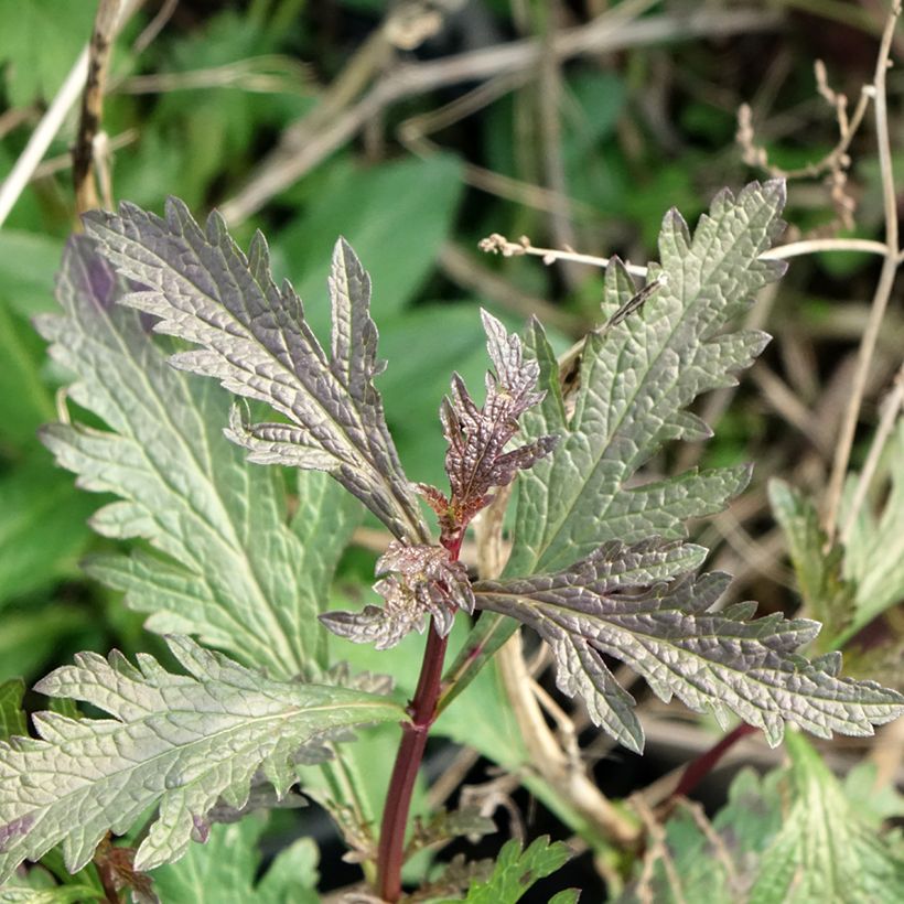 Verbena officinalis Bampton - Verbena comune (Fogliame)