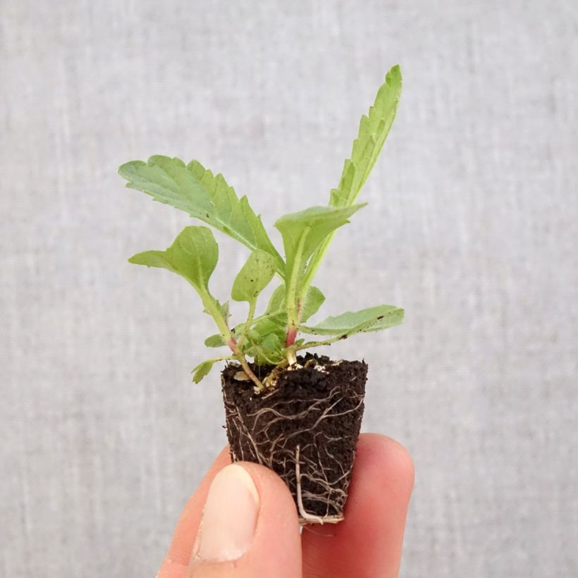 Example of Verbena rigida Venosa mini zolla... as you get in printemps