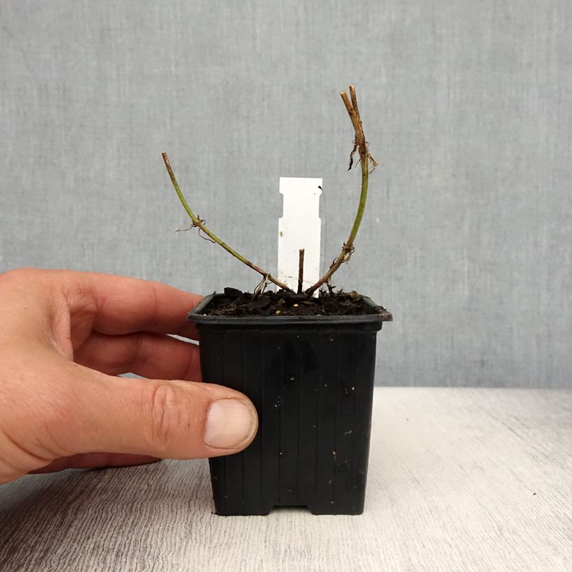 Verbena tenuisecta - Verveine mousse Vasetto da 8/9 cm esemplare consegnato in primavera