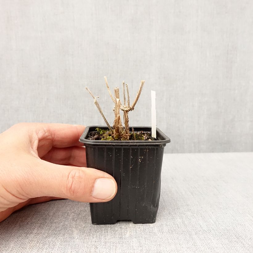 Example of Verbena Lavender Spires Vasetto da 8/9 cm as you get in printemps