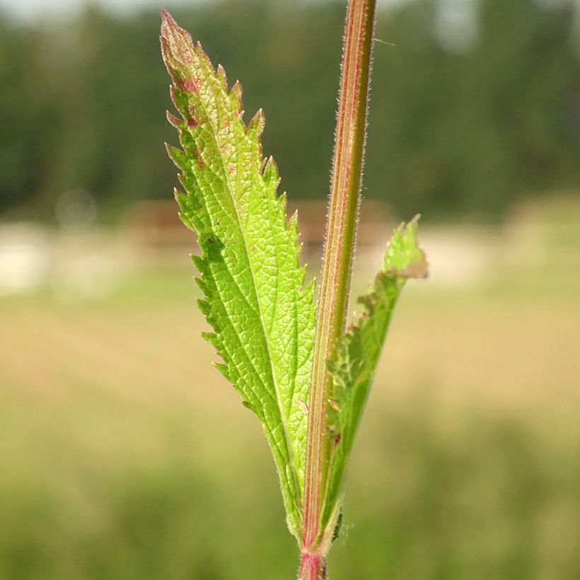 Verbena Lavender Spires (Foliage)