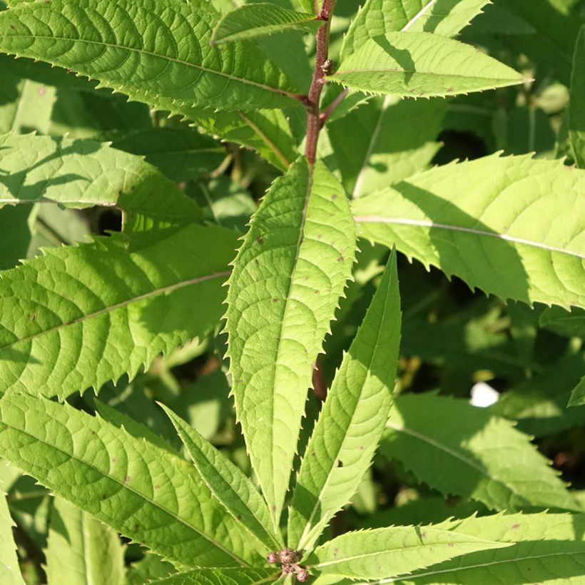 Vernonia arkansana (Foliage)