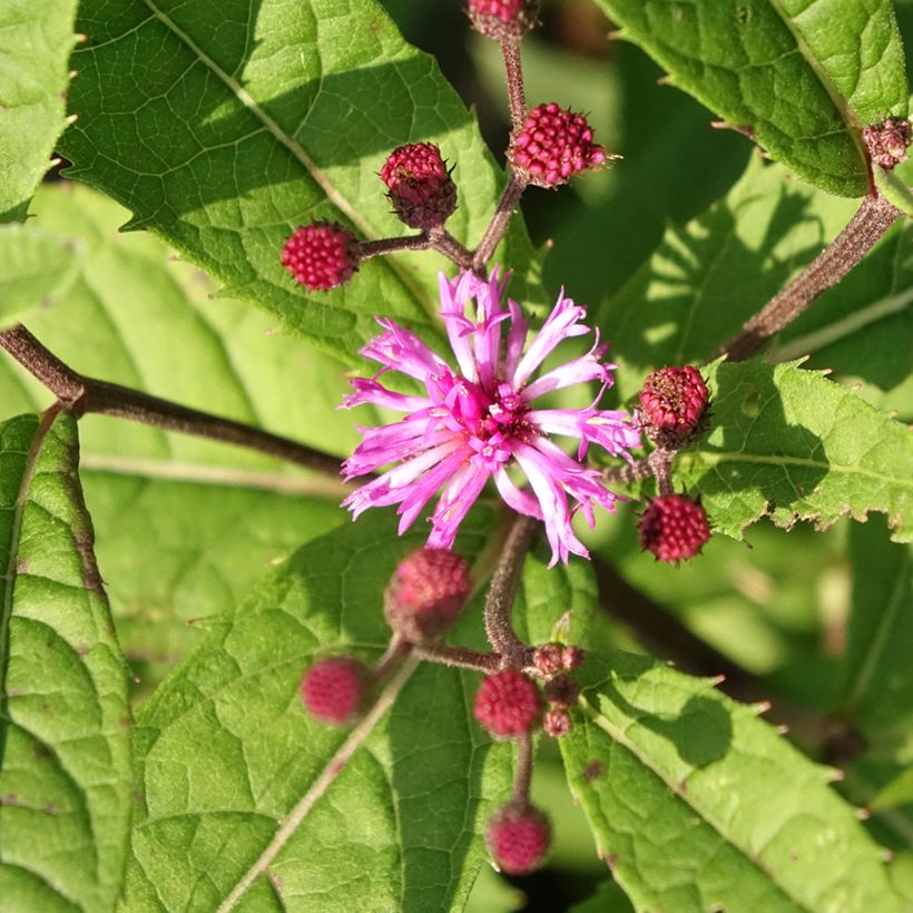 Vernonia arkansana (Flowering)