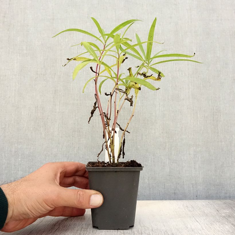 Esemplare di Vernonia baldwinii Vasetto da 8/9 cm come consegnato in autunno