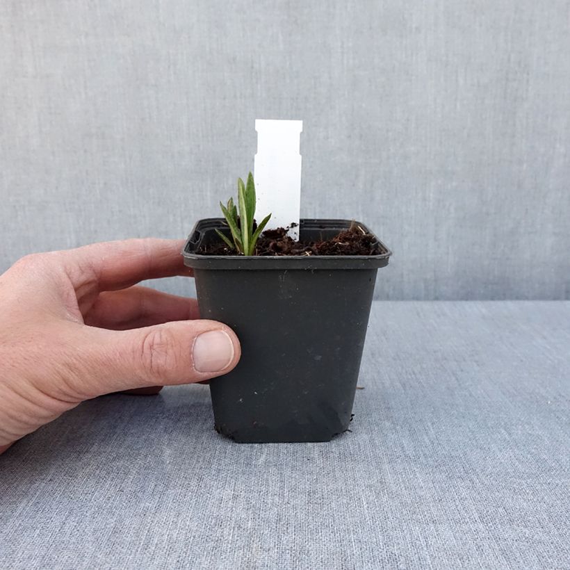 Example of Vernonia baldwinii Vasetto da 8/9 cm as you get in printemps