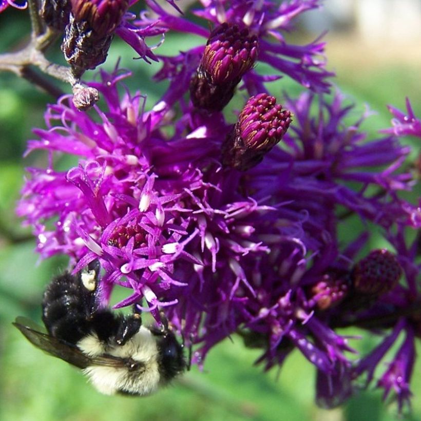 Vernonia gigantea (Flowering)