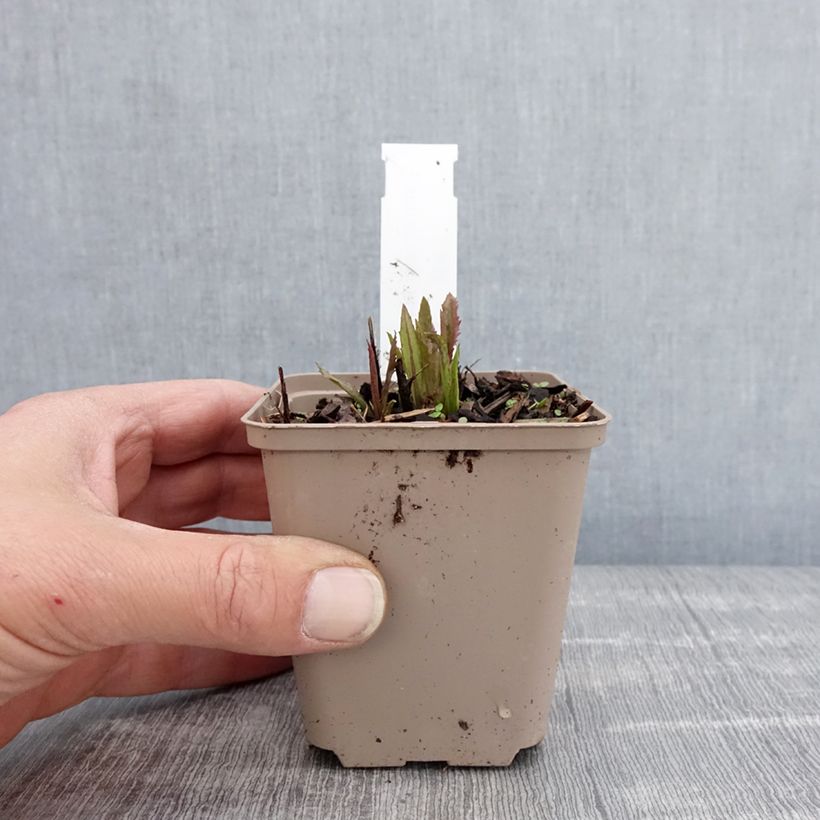 Example of Vernonia gigantea Vasetto da 8/9 cm as you get in printemps