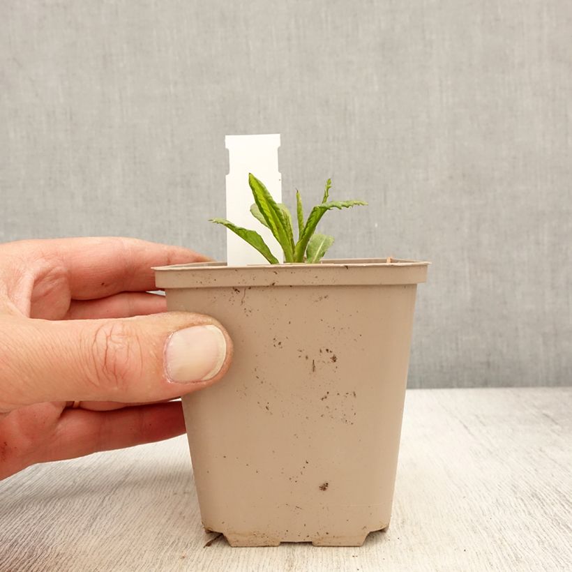 Example of Vernonia missurica Vasetto da 8/9 cm as you get in printemps