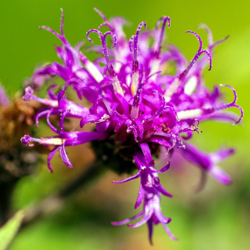 Vernonia missurica (Flowering)