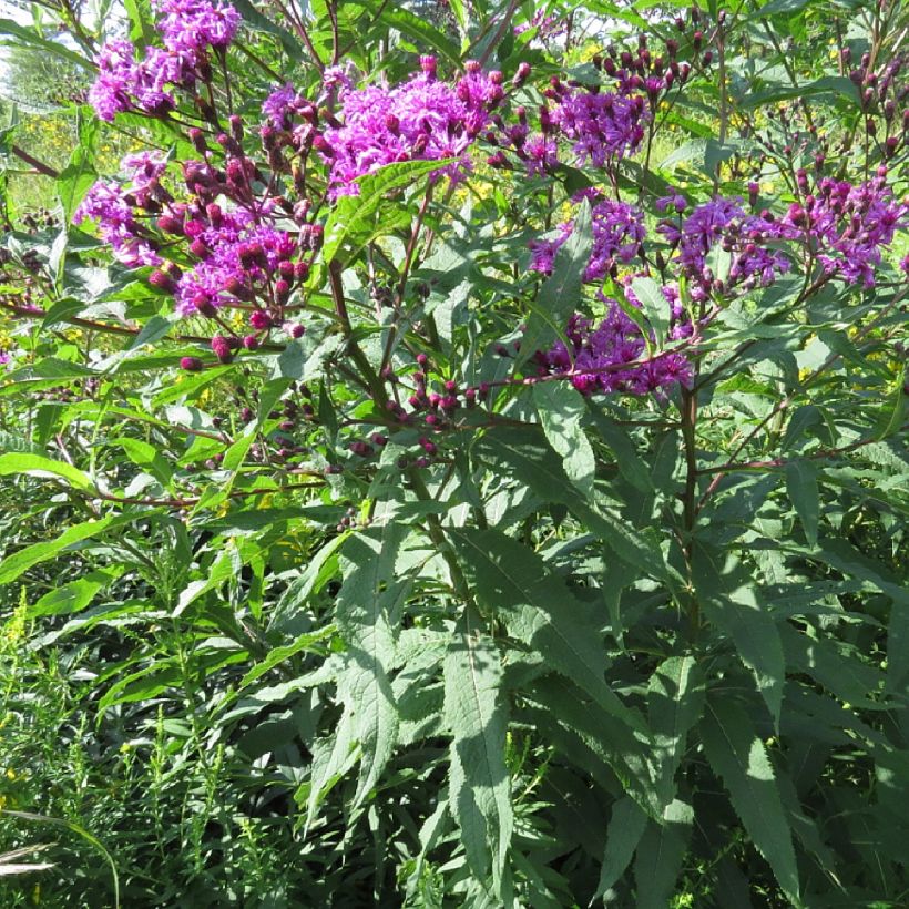 Vernonia missurica (Plant habit)