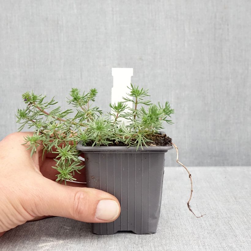 Esemplare di Veronica armena - Véronique d'Arménie Godet de 8/9 cm come consegnato in autunno